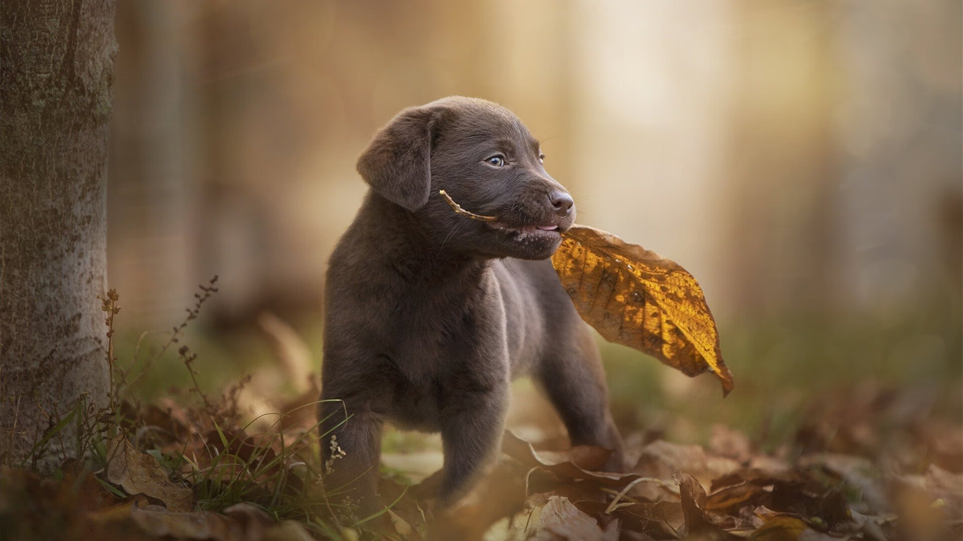 开云中国-凯尔特人球馆装配“音频回顾站”,回听关键瞬间讲解,凯尔特人主场在哪里