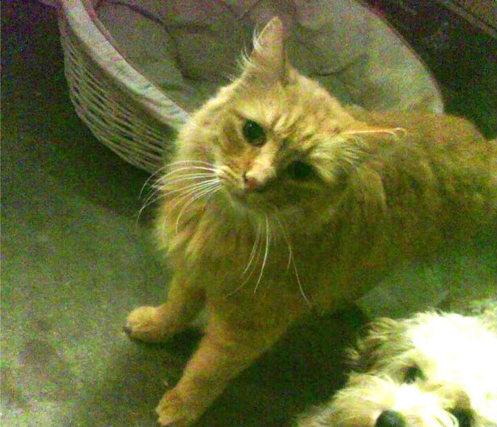 开云体育登入-【粉丝狂欢】支持球队的庆祝活动,足球俱乐部粉丝